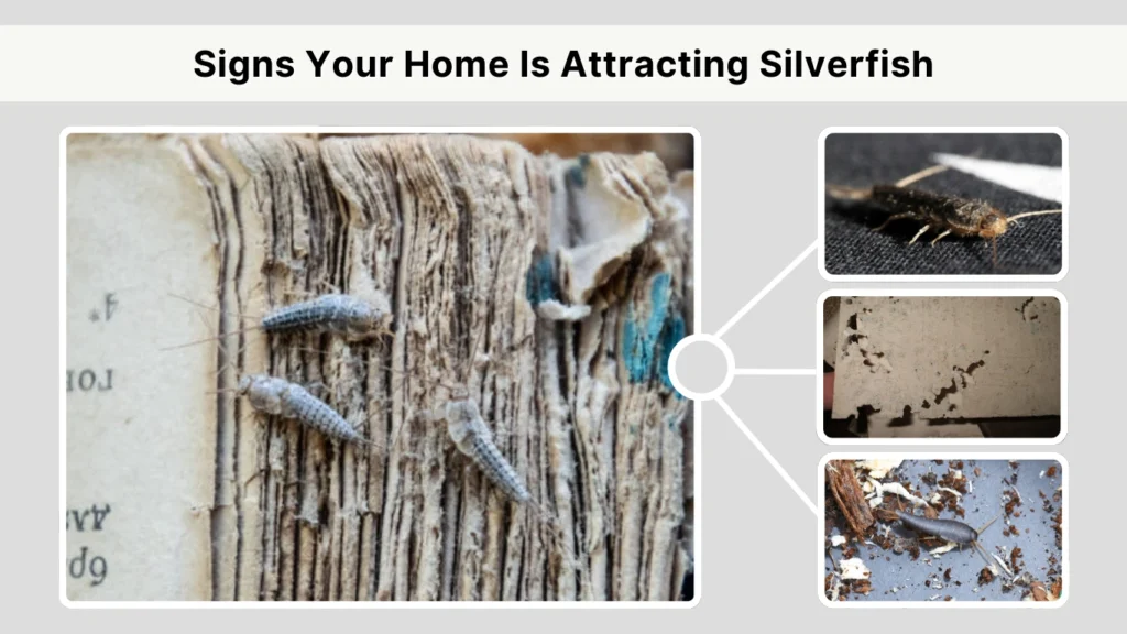 Signs Your Home Is Attracting Silverfish