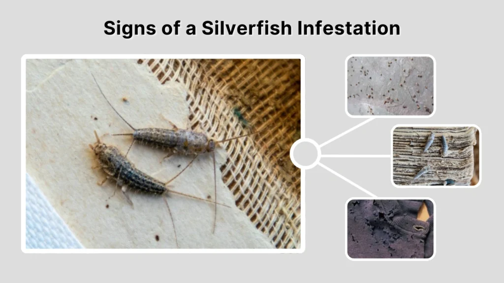 Signs of a Silverfish Infestation