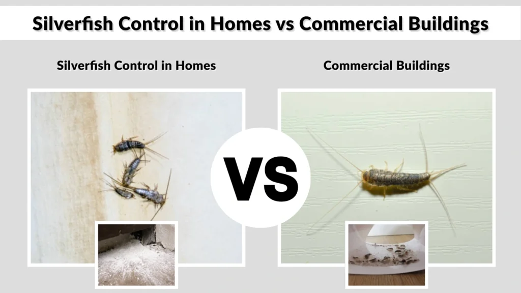 Silverfish Control in Homes vs Commercial Buildings