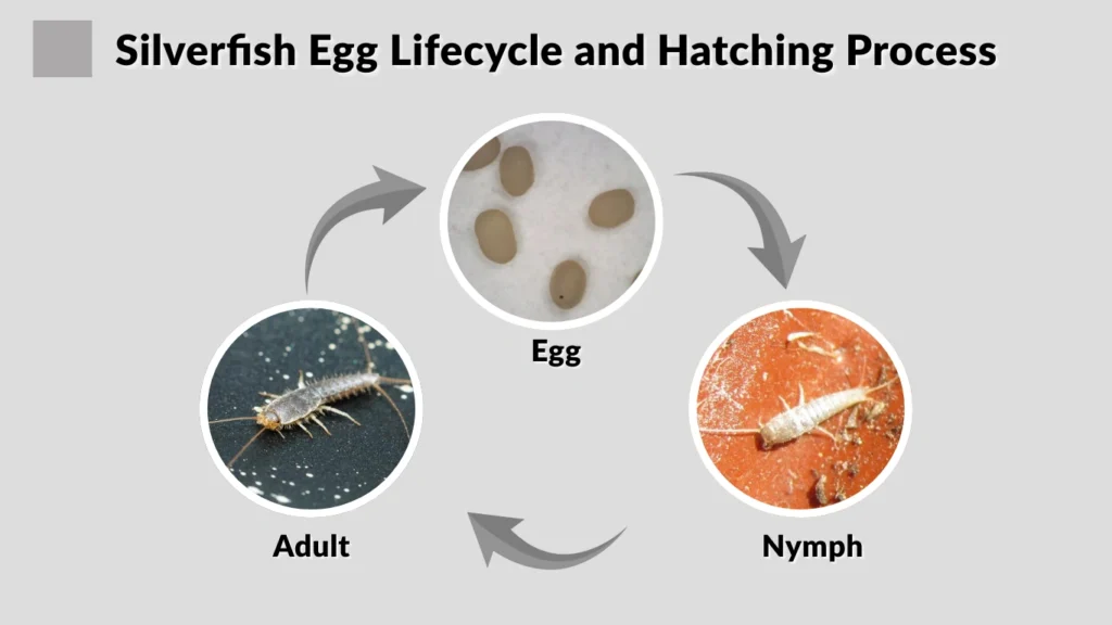Silverfish Egg Lifecycle and Hatching Process