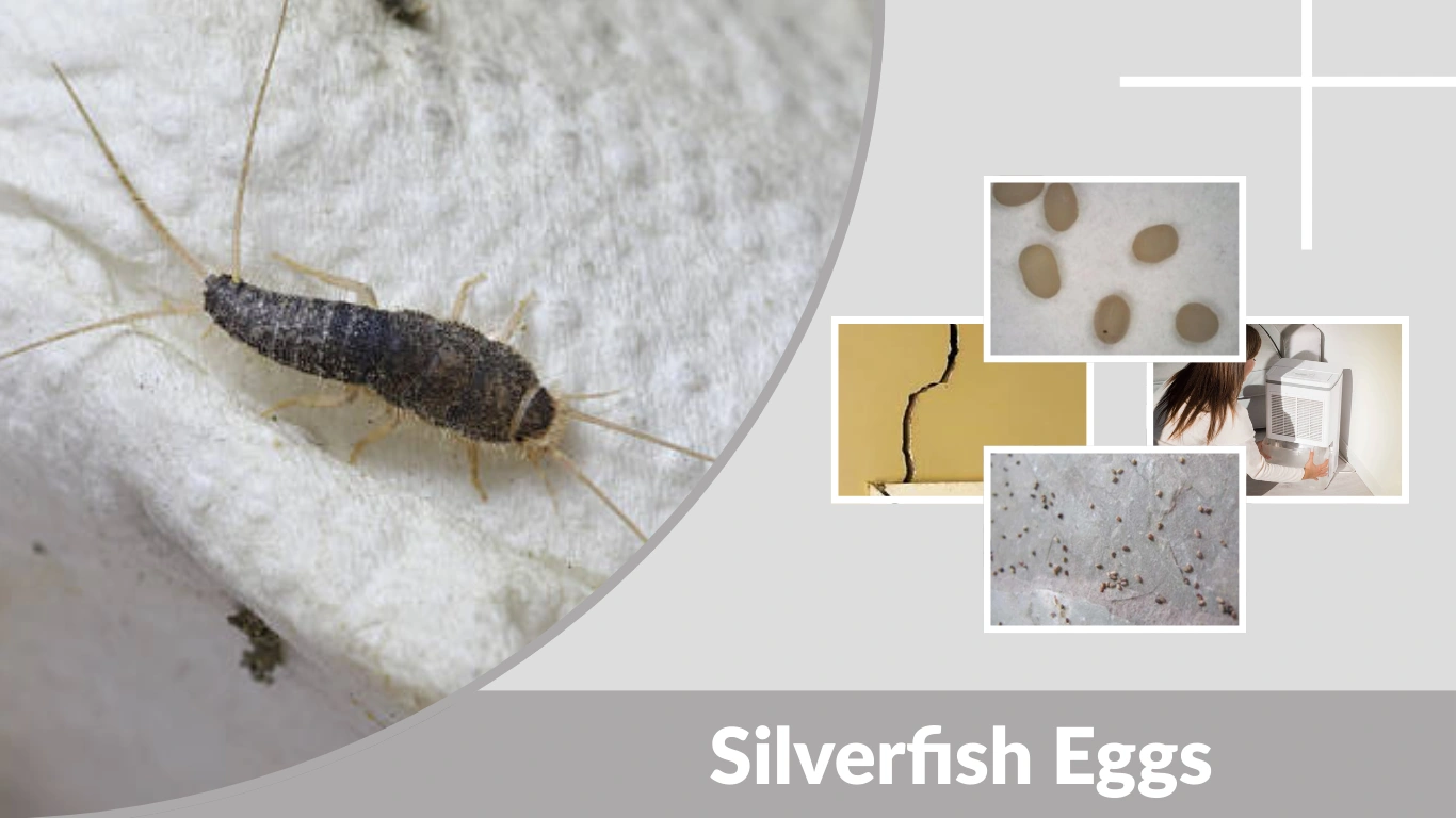 Silverfish Eggs How to Identify Them and Stop an Infestation