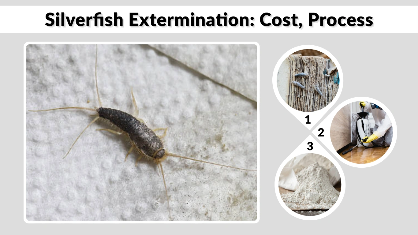 Silverfish Extermination Cost, Process & Best Exterminators