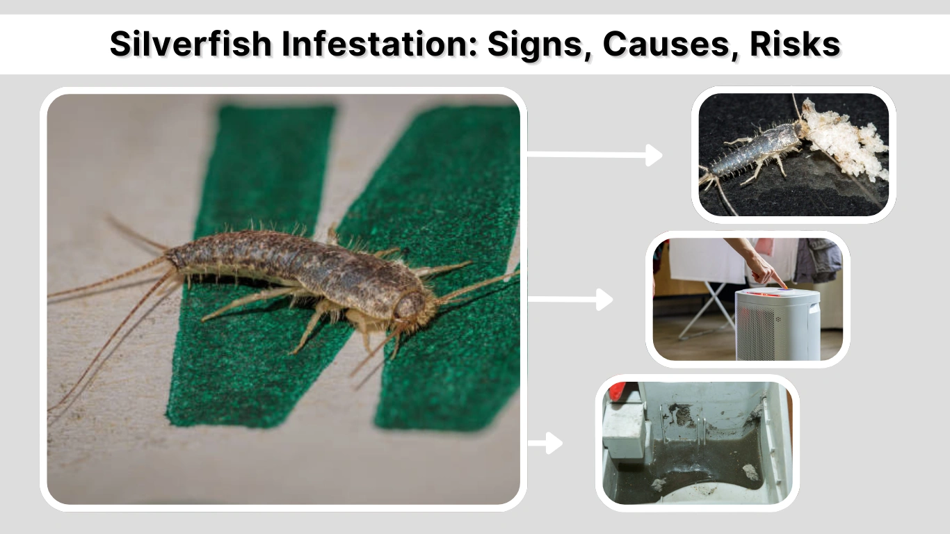 Silverfish Infestation Signs, Causes, Risks, and How to Get Rid of Them