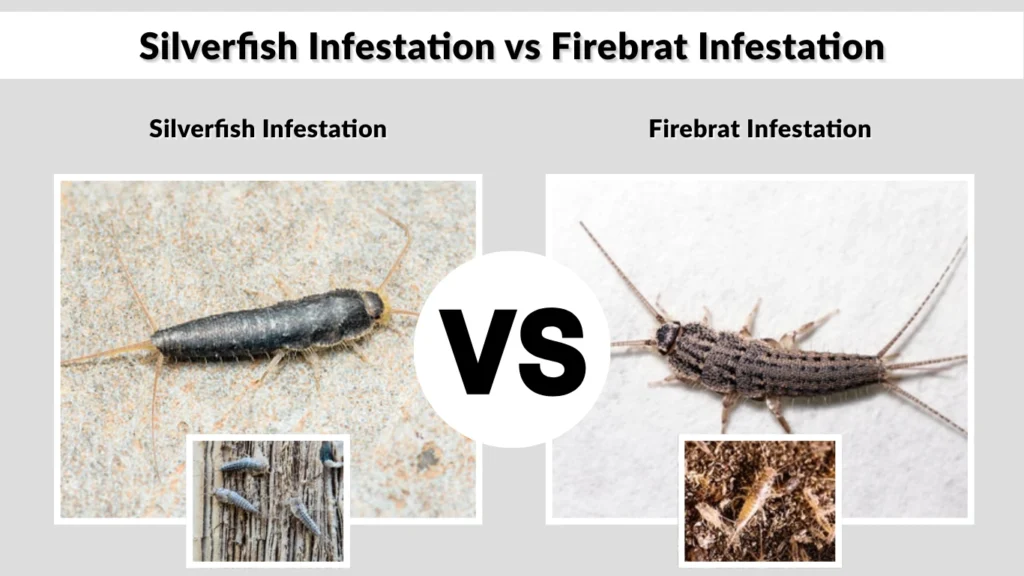 Silverfish Infestation vs Firebrat Infestation