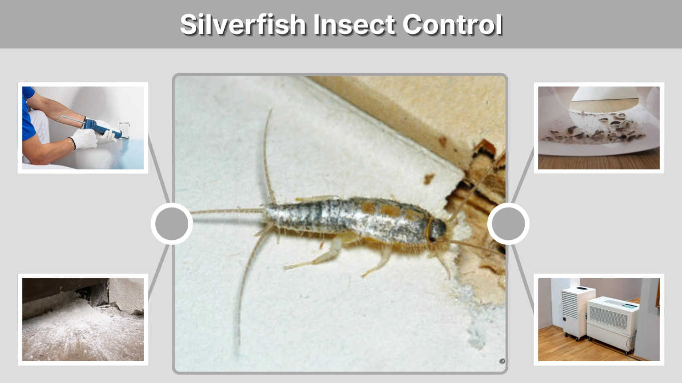 Silverfish Insect Control How to Get Rid of Them Fast