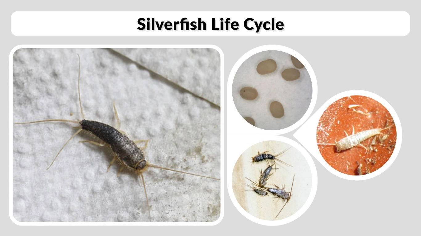 Silverfish Life Cycle Stages, Duration, (From Egg to Adult)