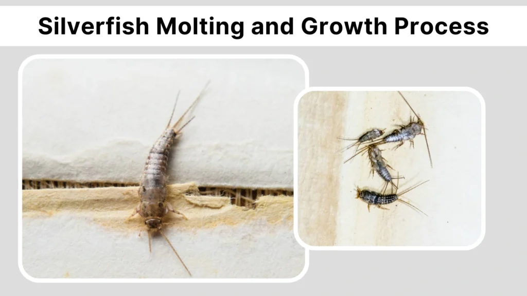 Silverfish Molting and Growth Process