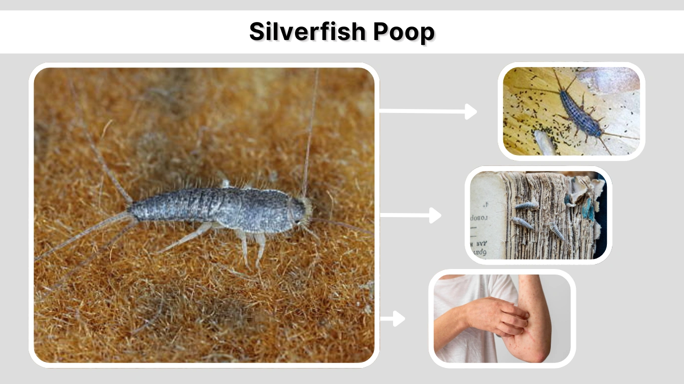 Silverfish Poop How to Identify Droppings and Signs of Infestation