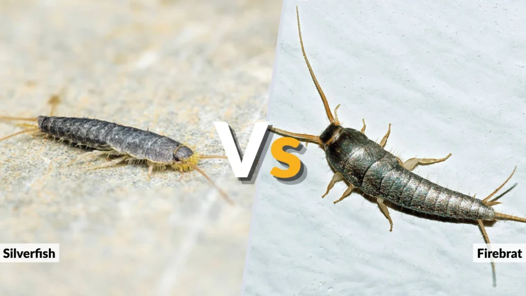 Silverfish vs Firebrat Life Cycle