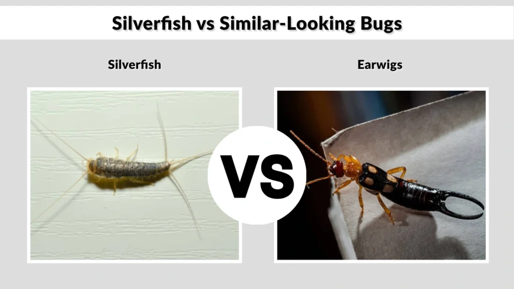 Silverfish vs Similar-Looking Bugs