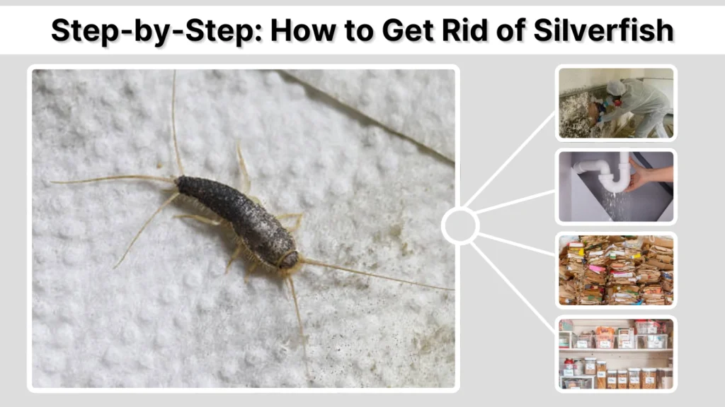 Step-by-Step How to Get Rid of Silverfish