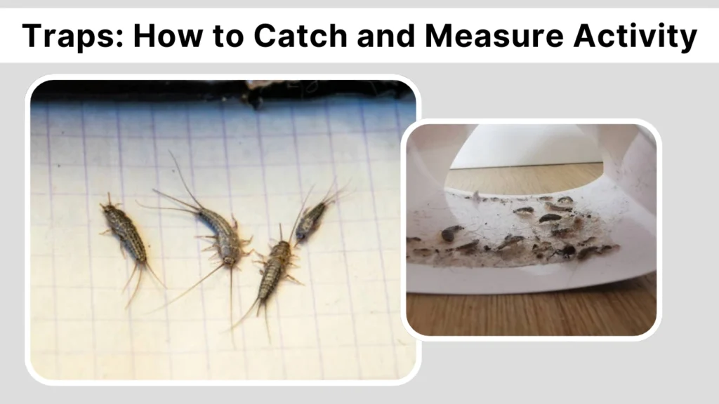 Traps How to Catch and Measure Activity