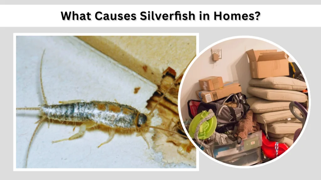 What Causes Silverfish in Homes