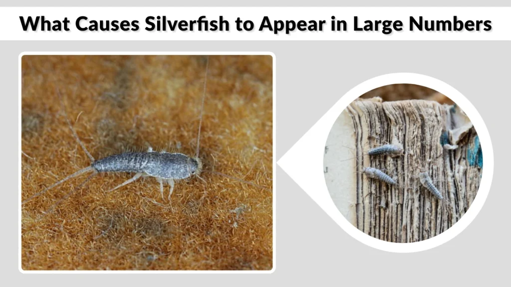What Causes Silverfish to Appear in Large Numbers