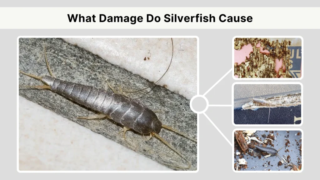 What Damage Do Silverfish Cause