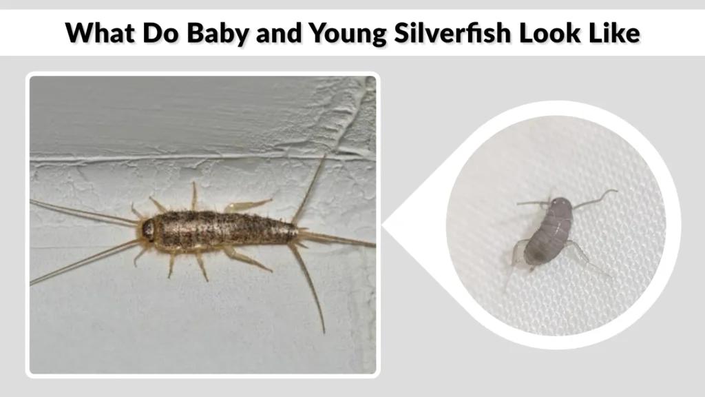 What Do Baby and Young Silverfish Look Like