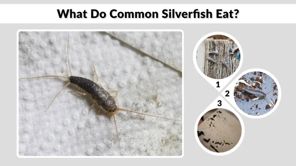 What Do Common Silverfish Eat