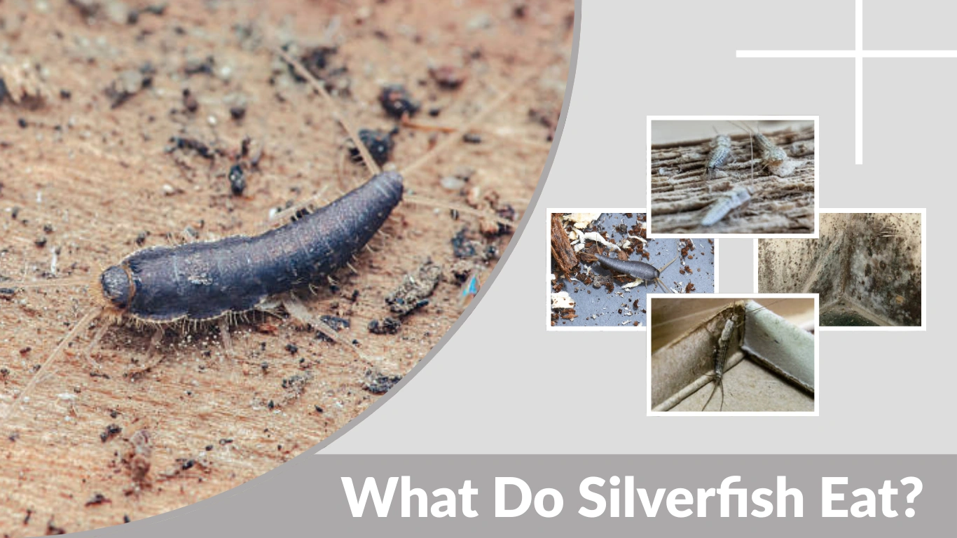 What Do Silverfish Eat Complete Diet Guide for Homes & Nature