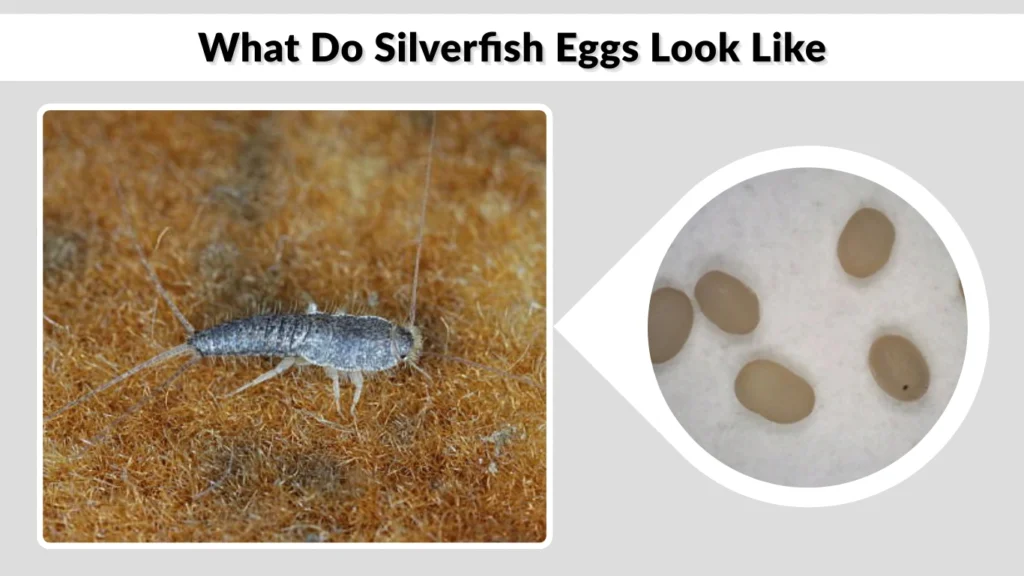 What Do Silverfish Eggs Look Like