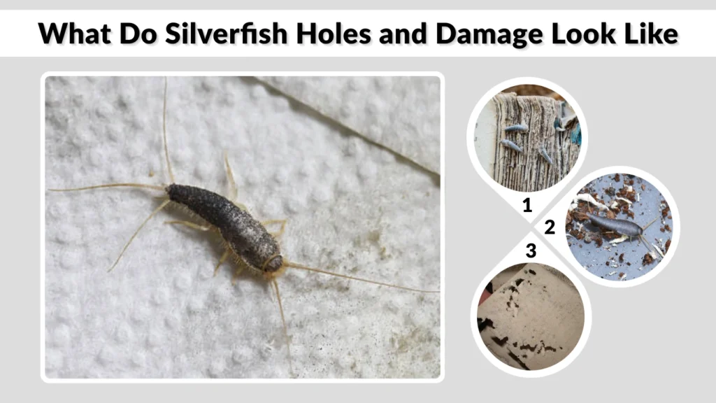What Do Silverfish Holes and Damage Look Like