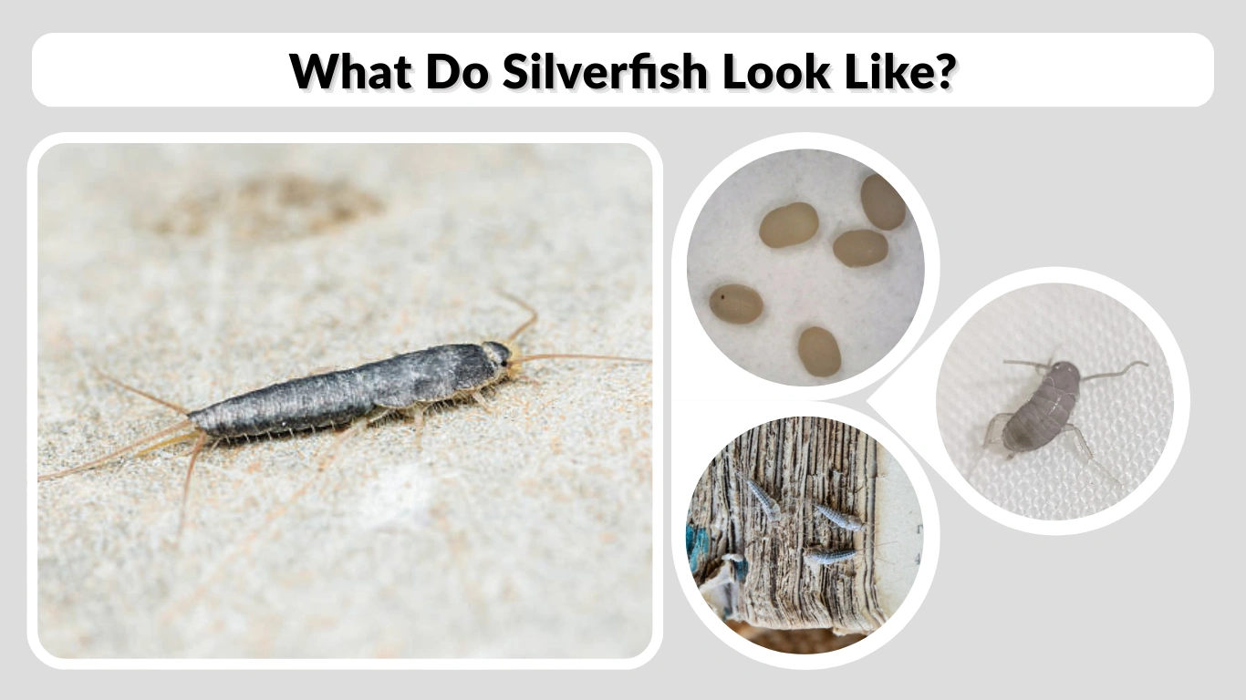 What Do Silverfish Look Like (Eggs, Babies, Droppings & Signs)