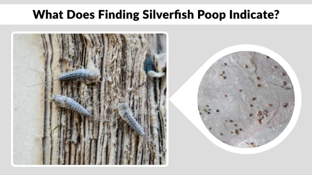 What Does Finding Silverfish Poop Indicate