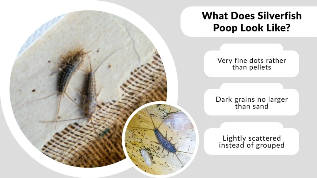 What Does Silverfish Poop Look Like