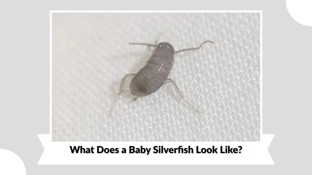 What Does a Baby Silverfish Look Like