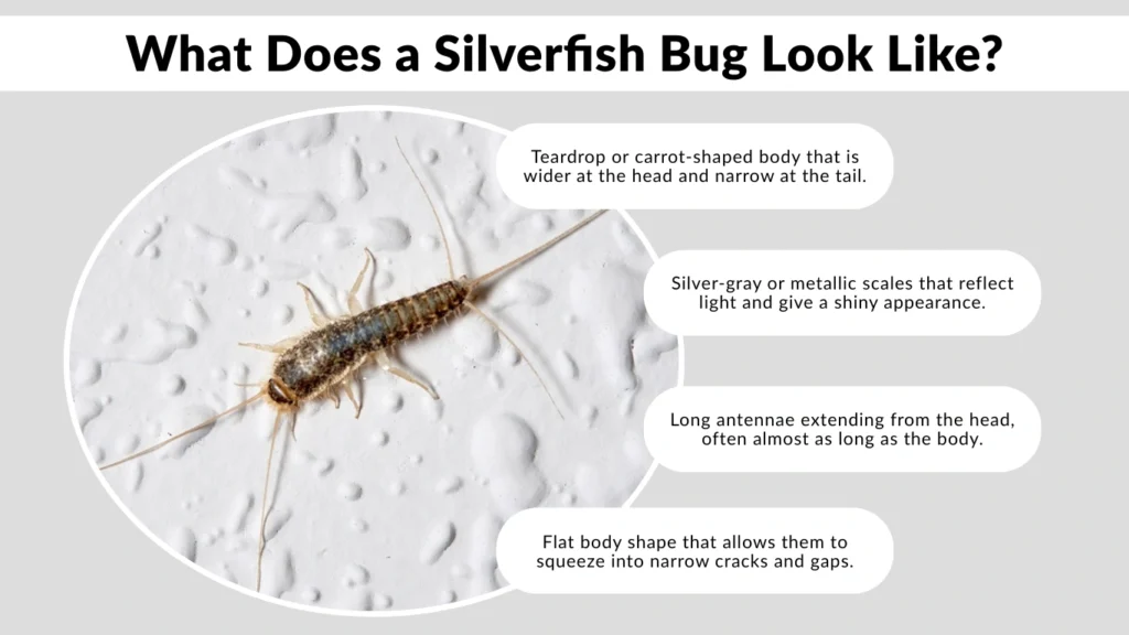 What Does a Silverfish Bug Look Like
