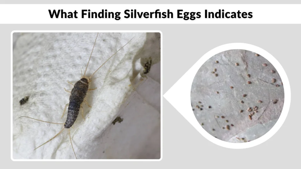 What Finding Silverfish Eggs Indicates