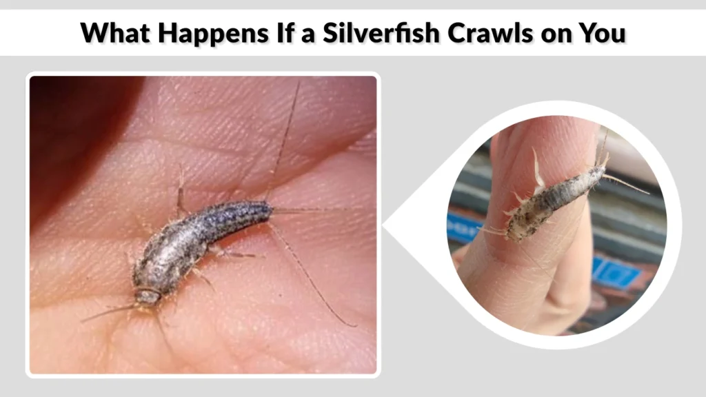 What Happens If a Silverfish Crawls on You