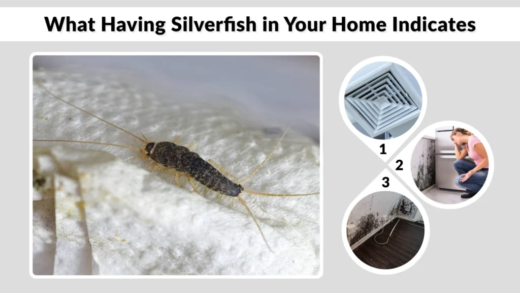 What Having Silverfish in Your Home Indicates