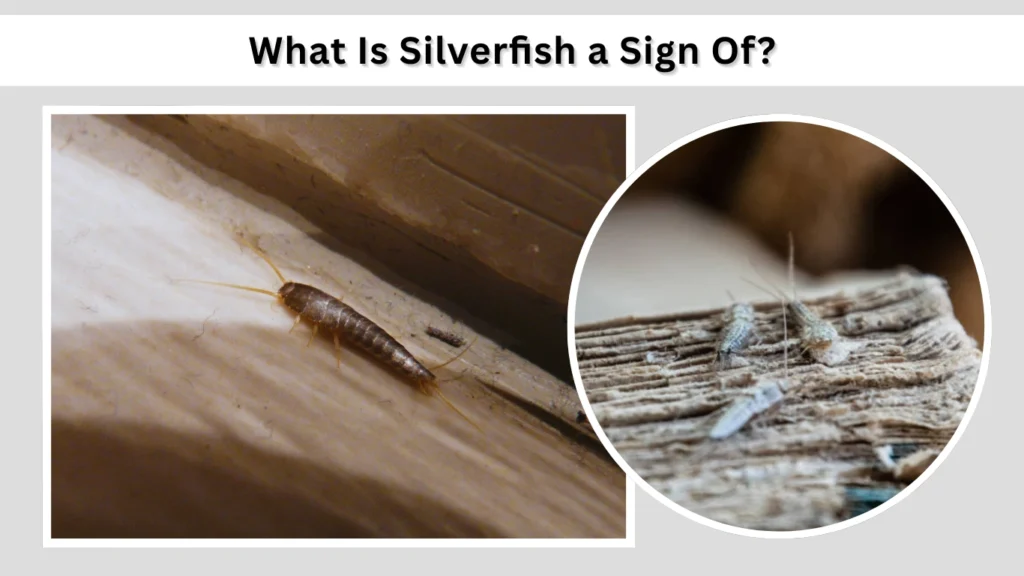 What Is Silverfish a Sign Of