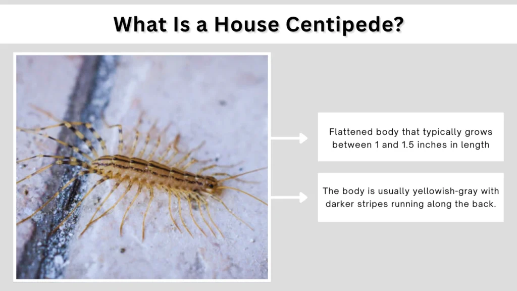 What Is a House Centipede