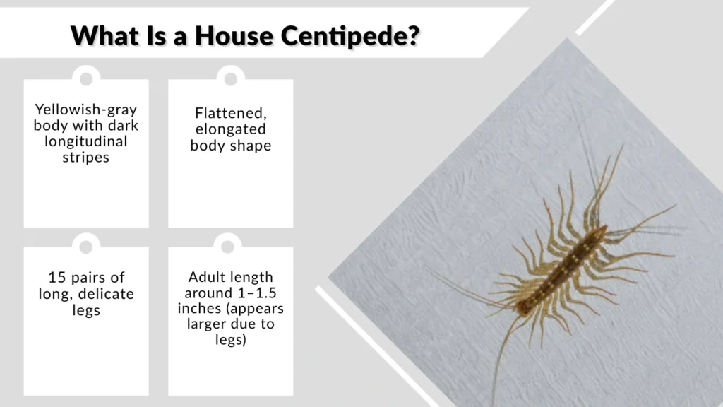 What Is a House Centipede