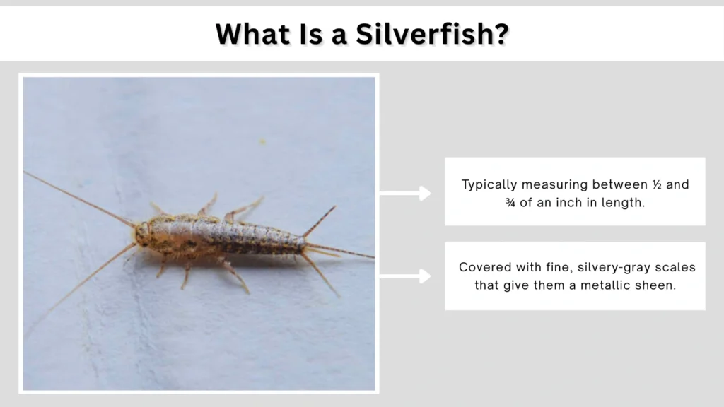 What Is a Silverfish
