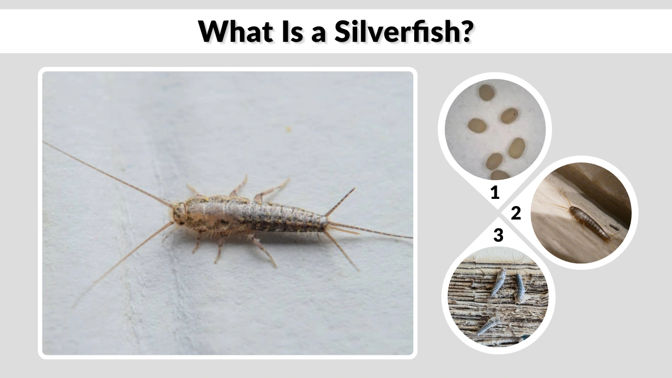 What Is a Silverfish Identification, Signs & Facts