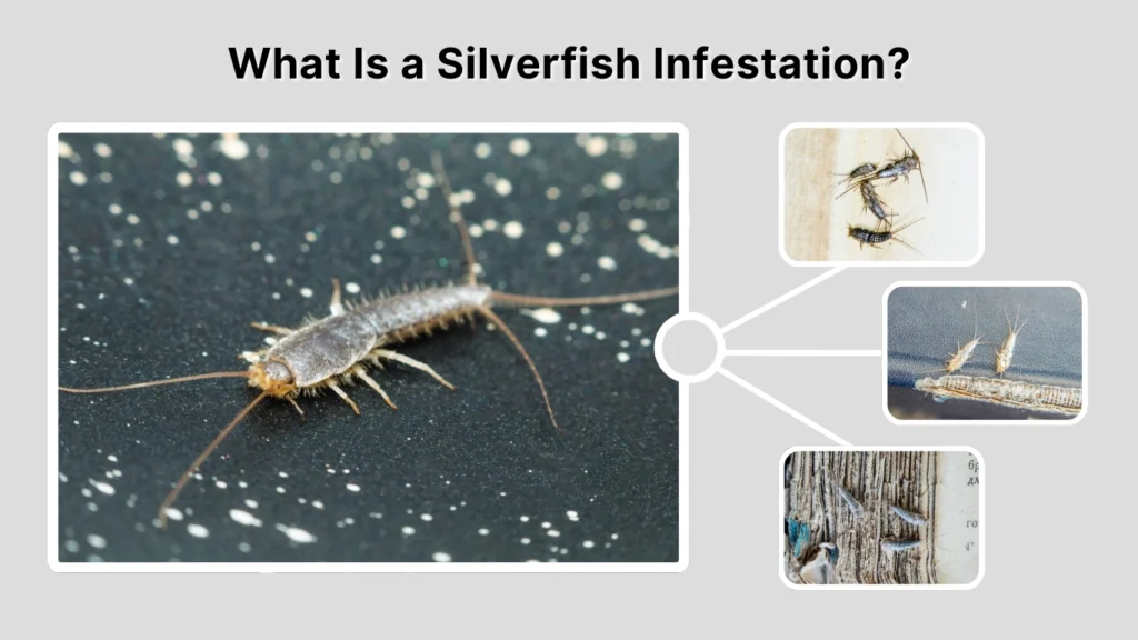 What Is a Silverfish Infestation