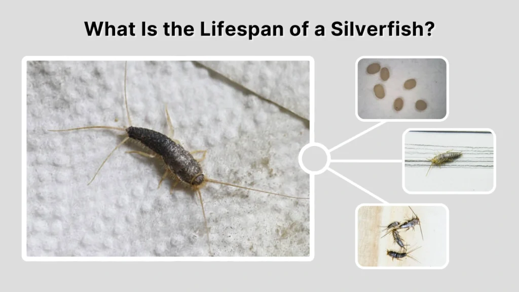 What Is the Lifespan of a Silverfish