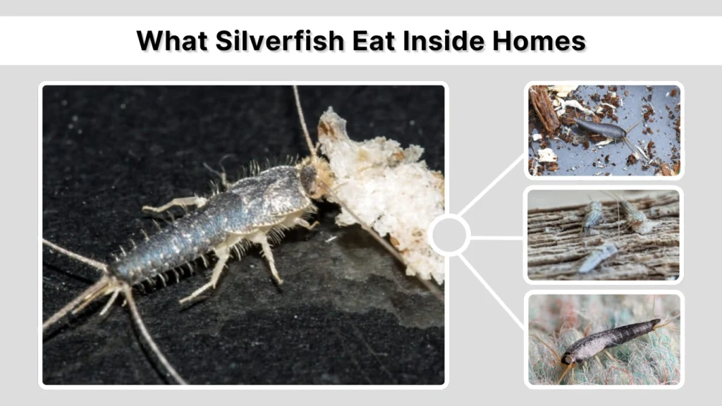 What Silverfish Eat Inside Homes