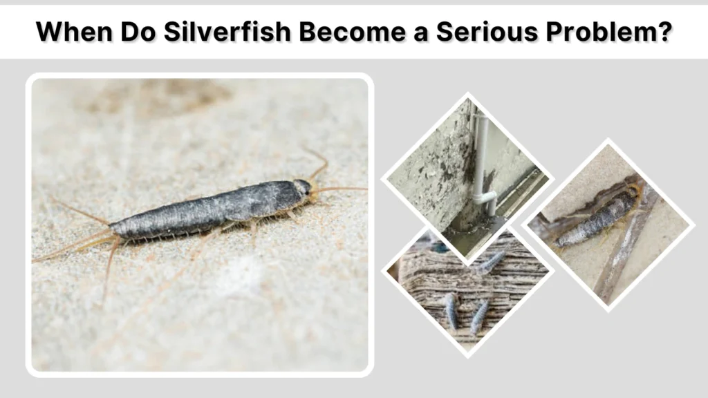 When Do Silverfish Become a Serious Problem