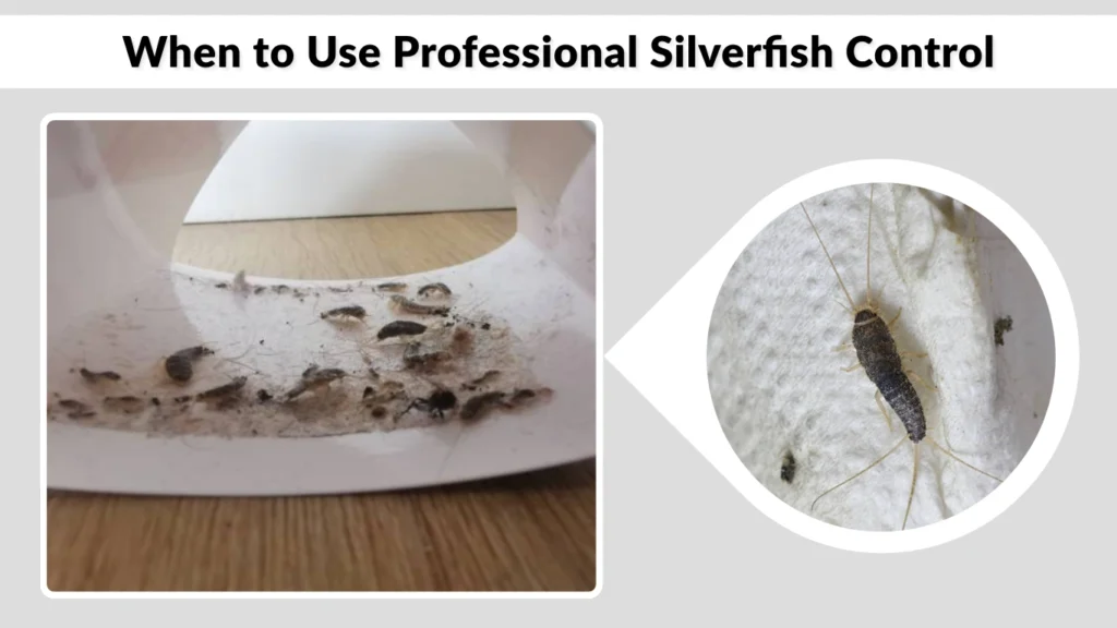 When to Use Professional Silverfish Control