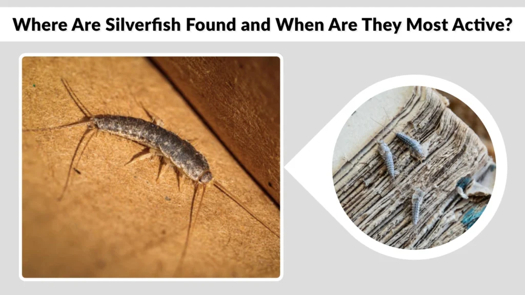 Where Are Silverfish Found and When Are They Most Active