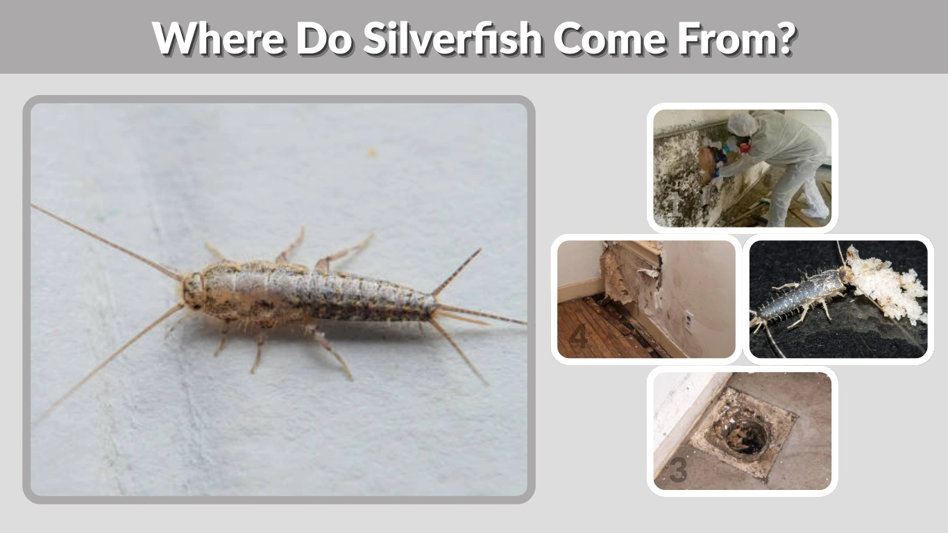 Where Do Silverfish Come From Causes, Sources & Prevention
