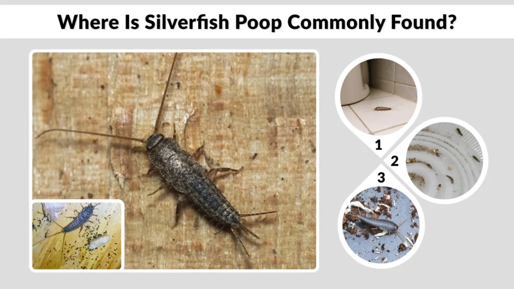Where Is Silverfish Poop Commonly Found