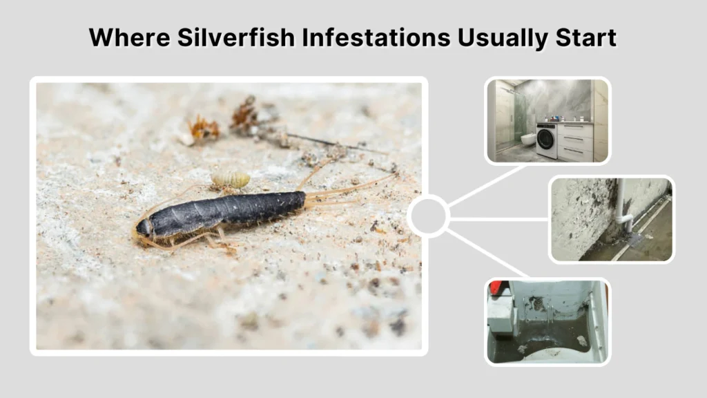 Where Silverfish Infestations Usually Start