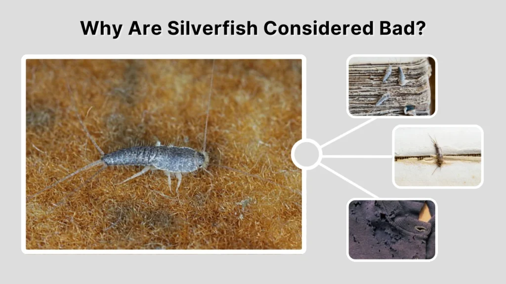 Why Are Silverfish Considered Bad