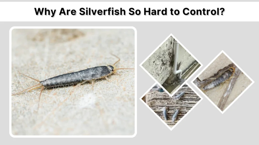 Why Are Silverfish So Hard to Control