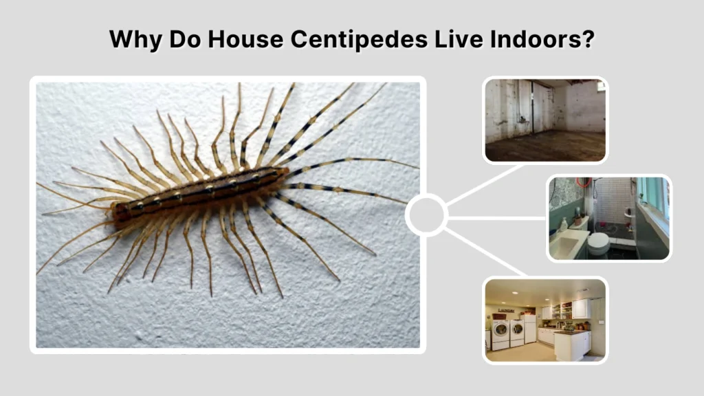 Why Do House Centipedes Live Indoors