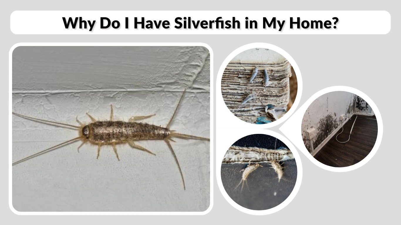 Why Do I Have Silverfish in My Home Causes, Signs, and Solutions